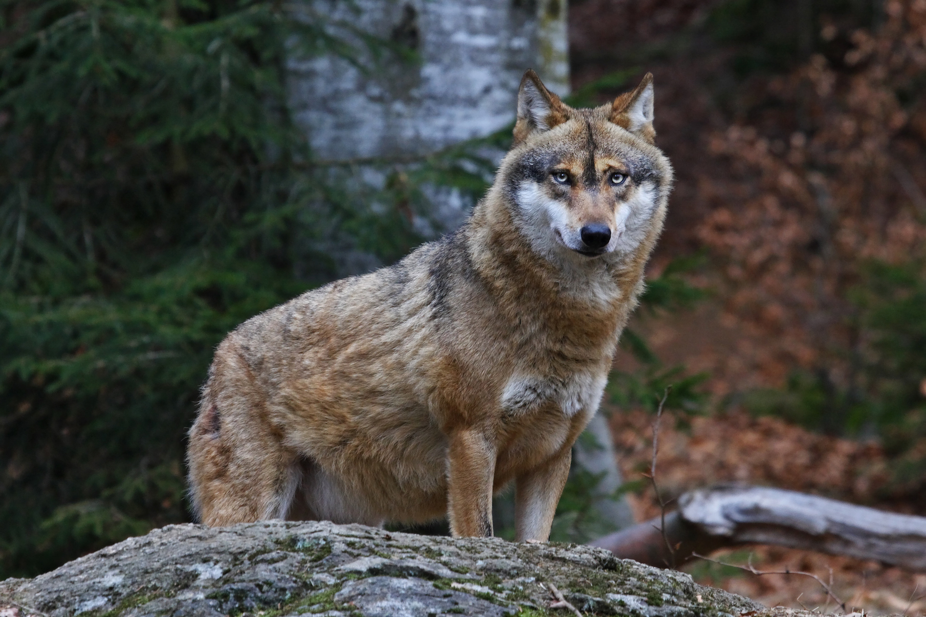 D.C. lawmakers launch major attack on the Endangered Species Act