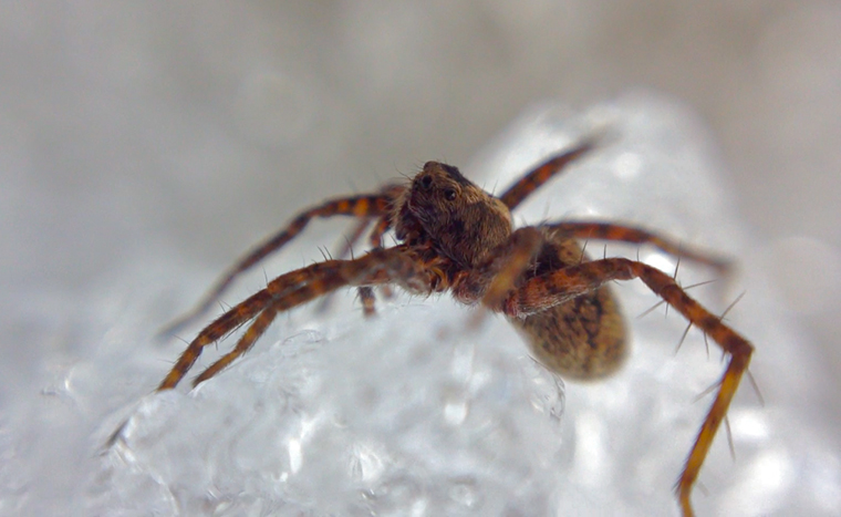 Warming in the Arctic could alter predator-prey relationships