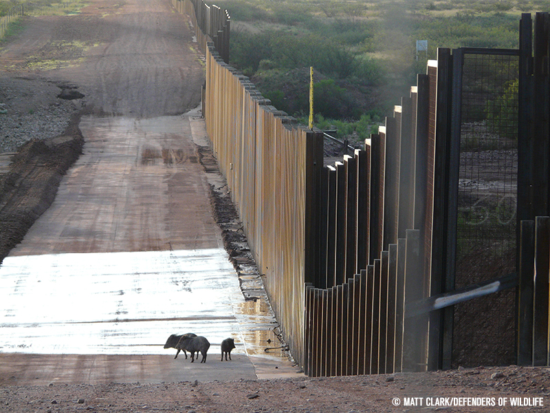 Border wall would jeopardize endangered species, biodiversity