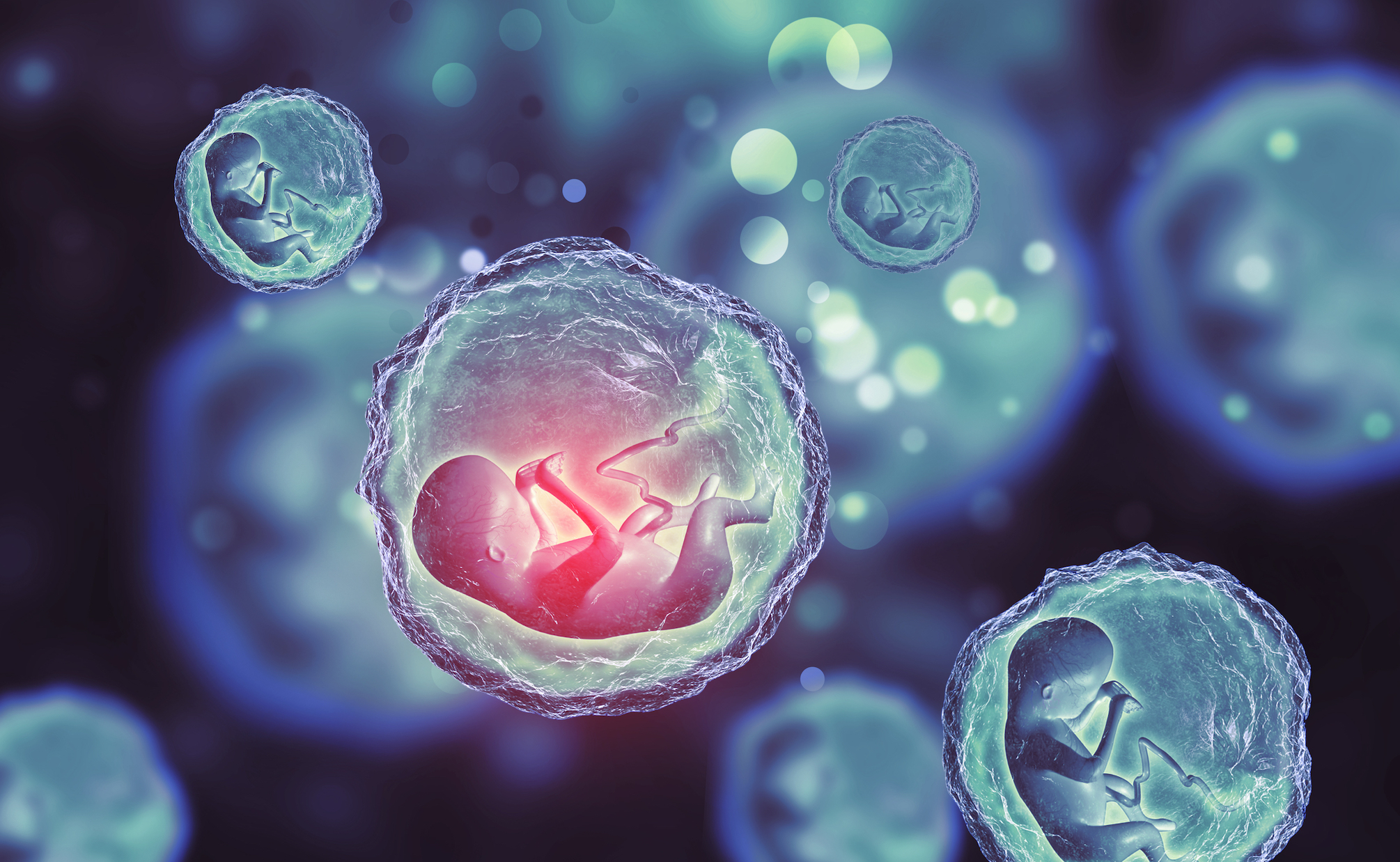 Artificial embryo structures show insight into fetal development