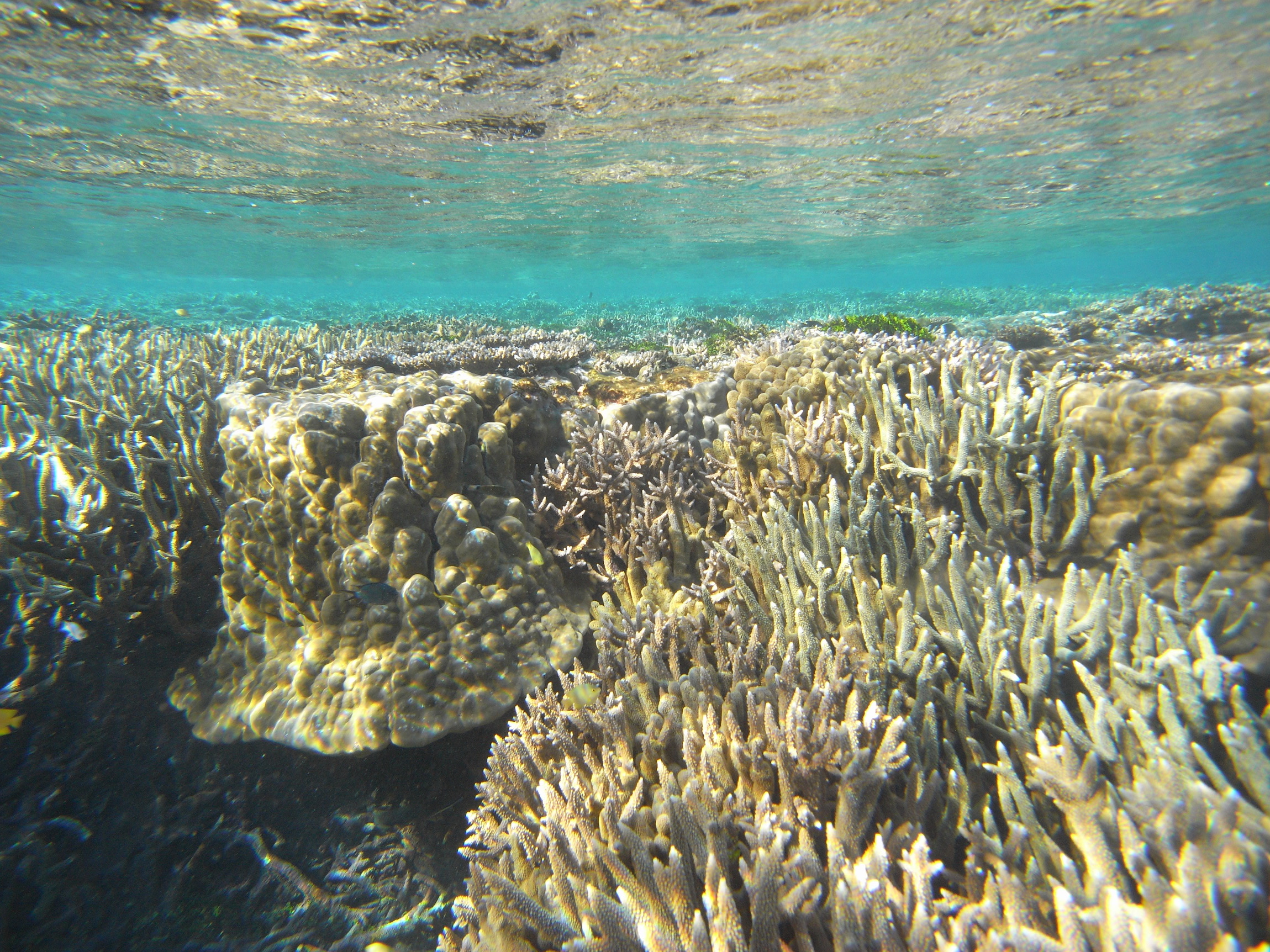 Reef evidence shows rapid changes in sea level from glacial melt
