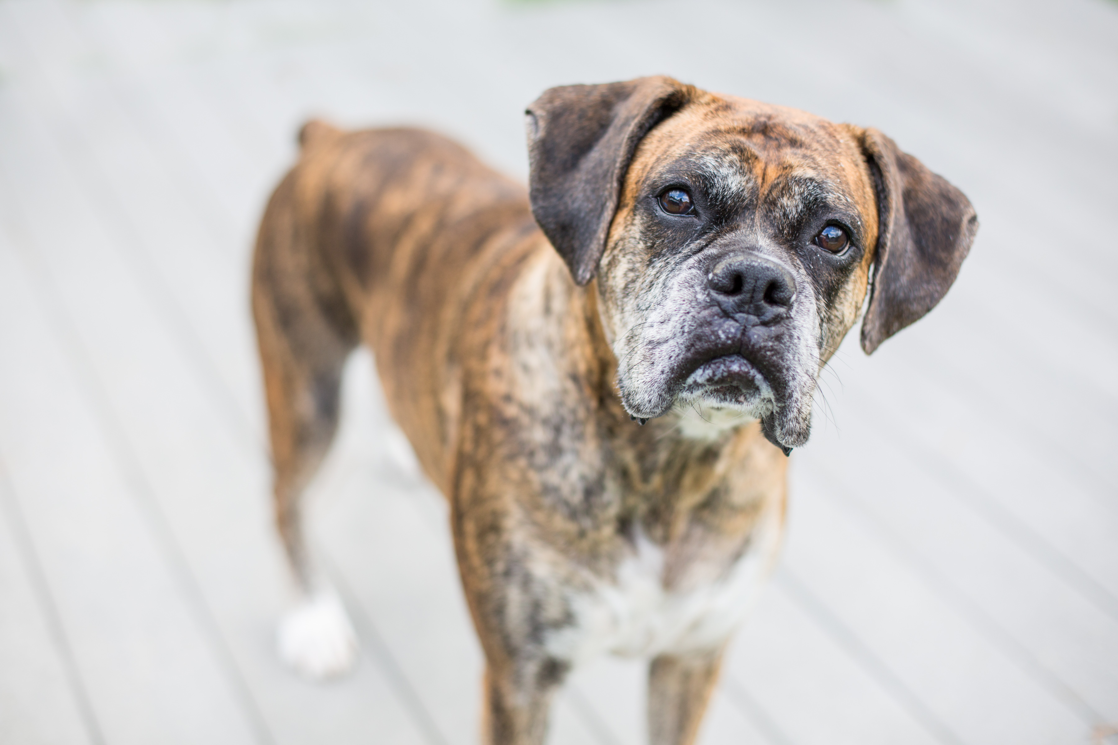Life stages are a better age indicator than dog years, vet says