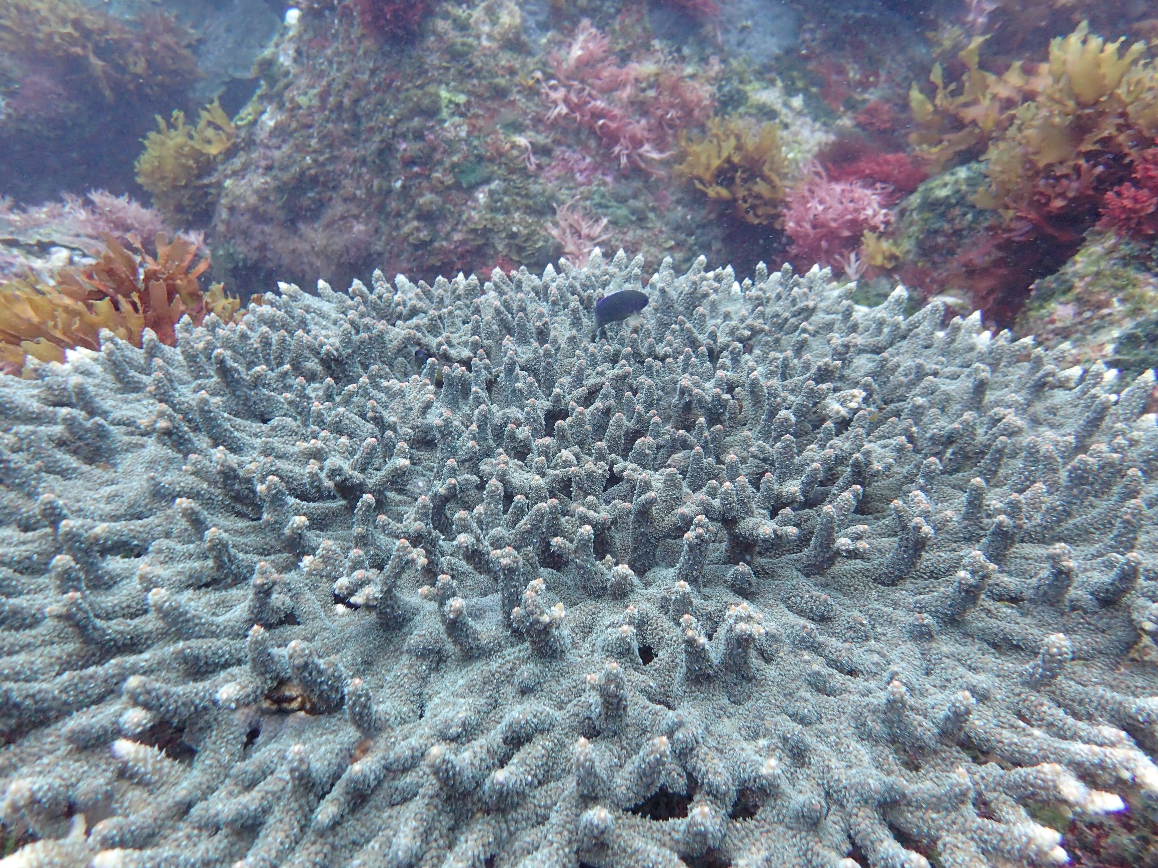 Ocean acidification is transforming marine ecosystems
