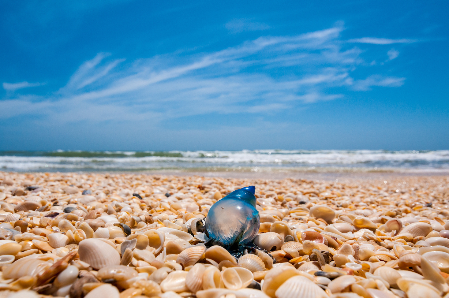 The diverse array of wildlife on Padre Island National Seashore