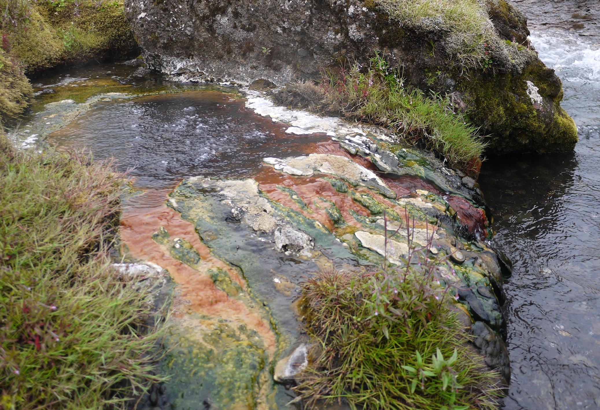 Research shows that bacteria do in fact go extinct