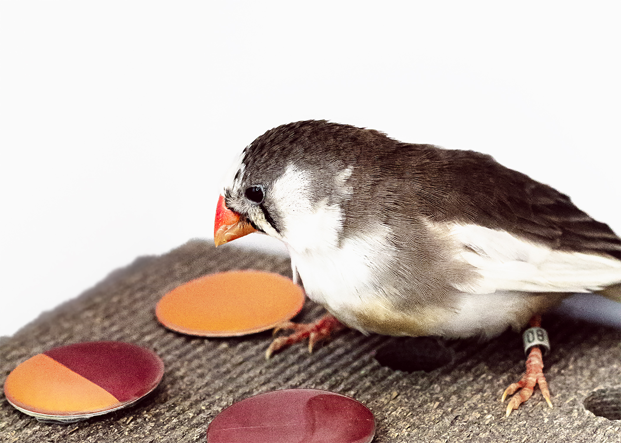 For birds, distinguishing colors is crucial when picking mate