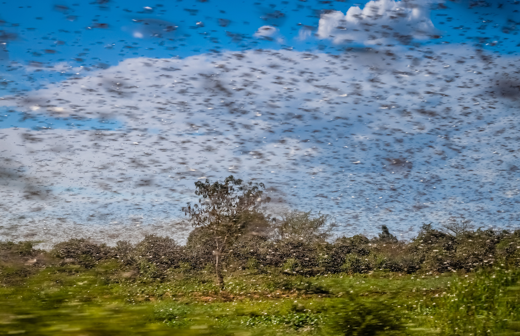 Locusts help reveal how the brain processes different smells