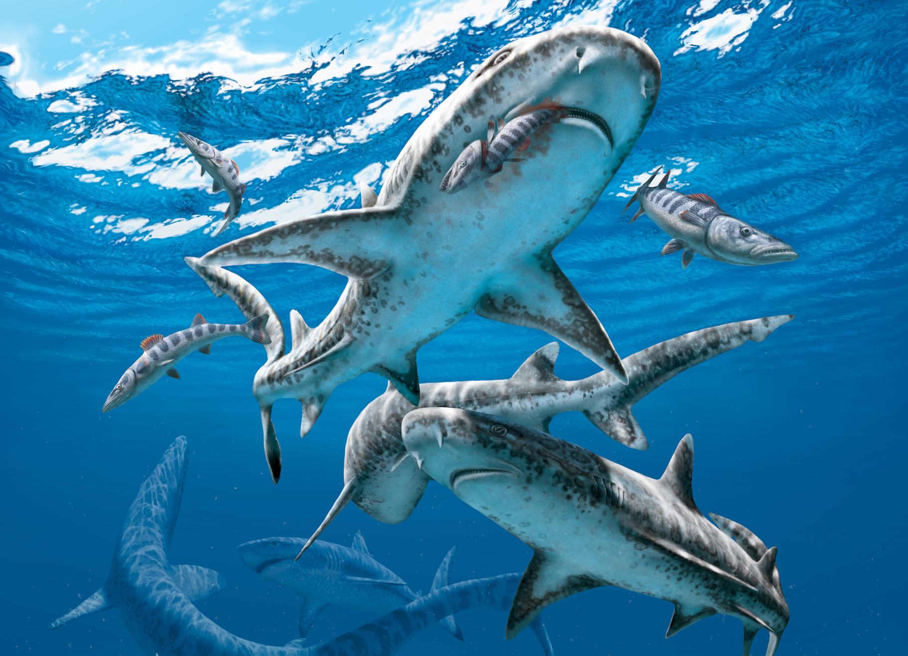 Dinosaur extinction event jump-started modern shark diversity