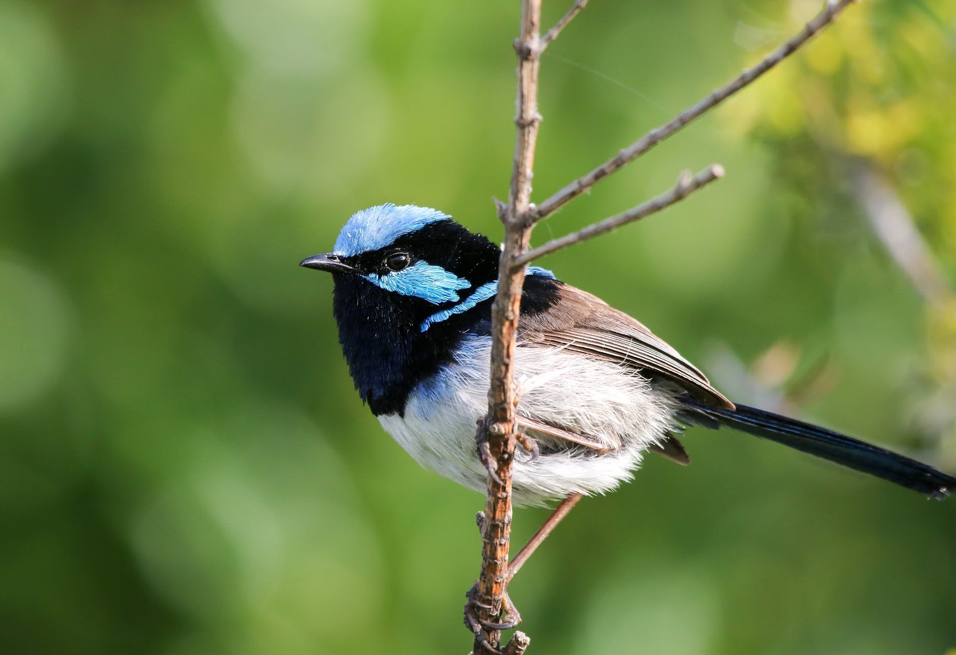Birds can learn other languages simply by listening in