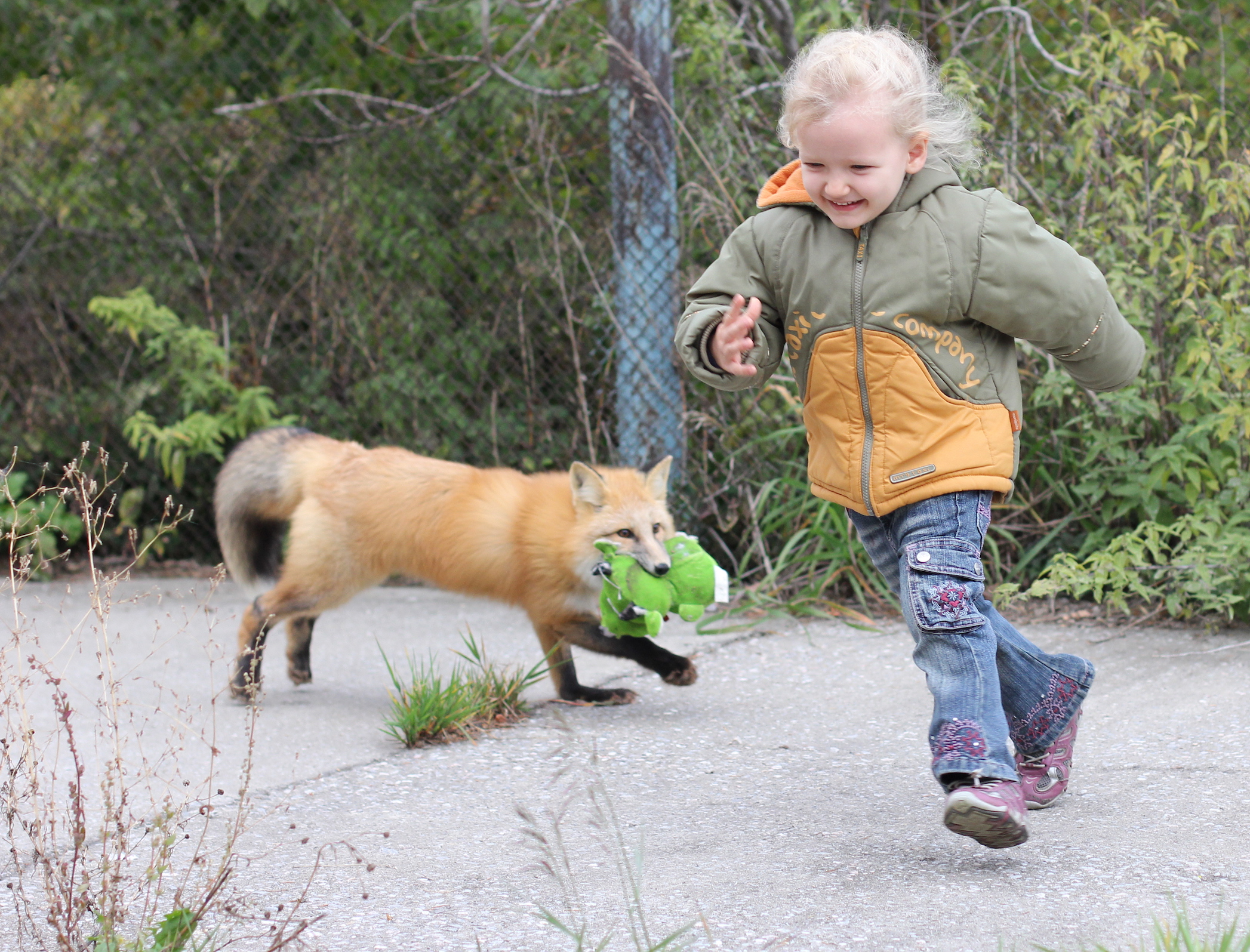 Unraveling the behavior of foxes sheds light on human behavior