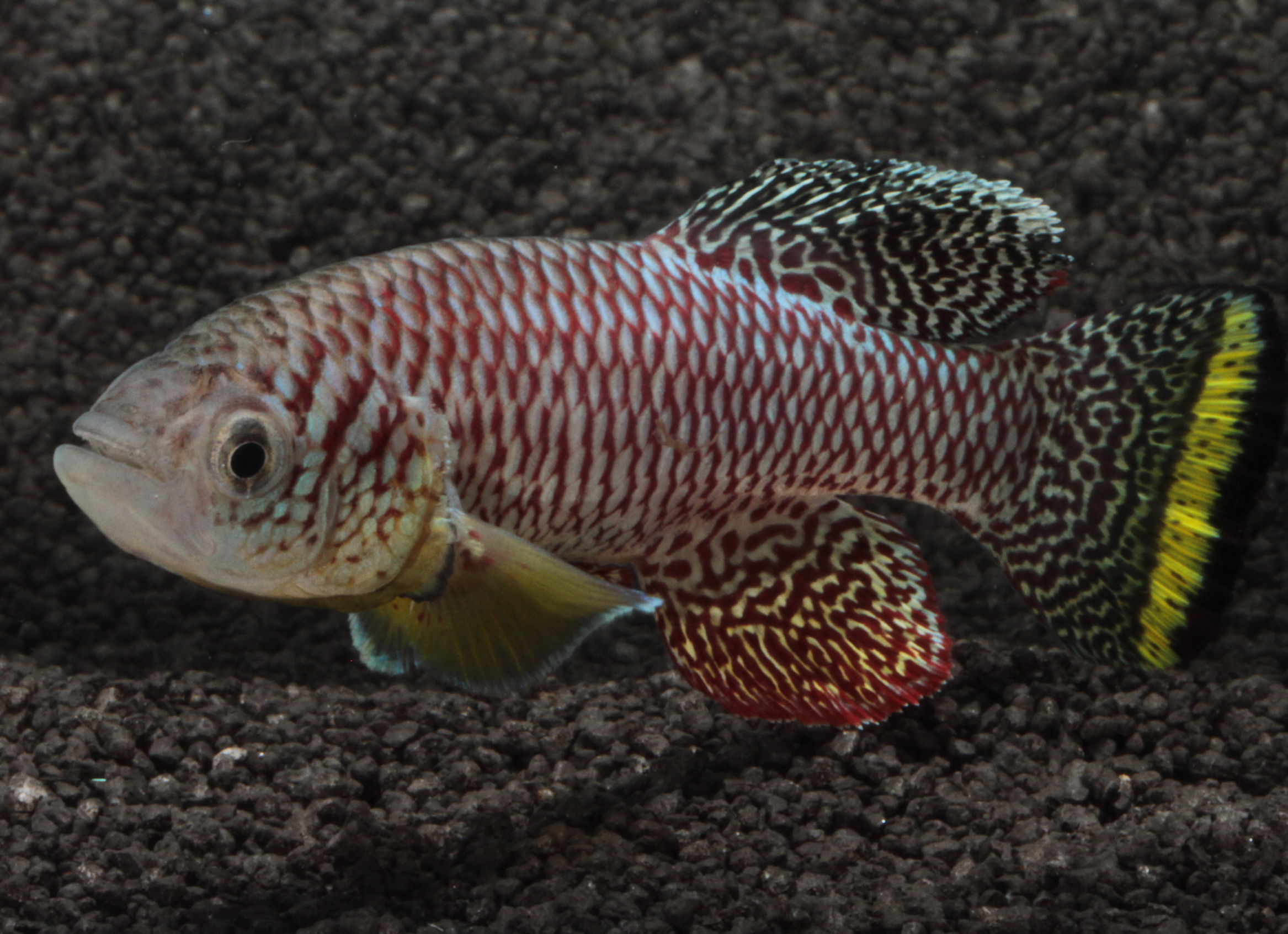 African killifish set record for fully maturing in only two weeks