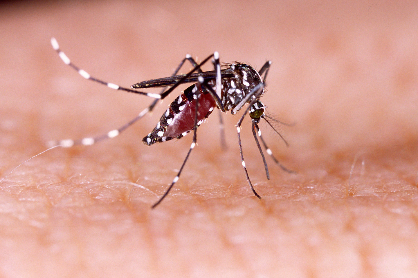 Australian city wipes out dengue fever using modified mosquitoes