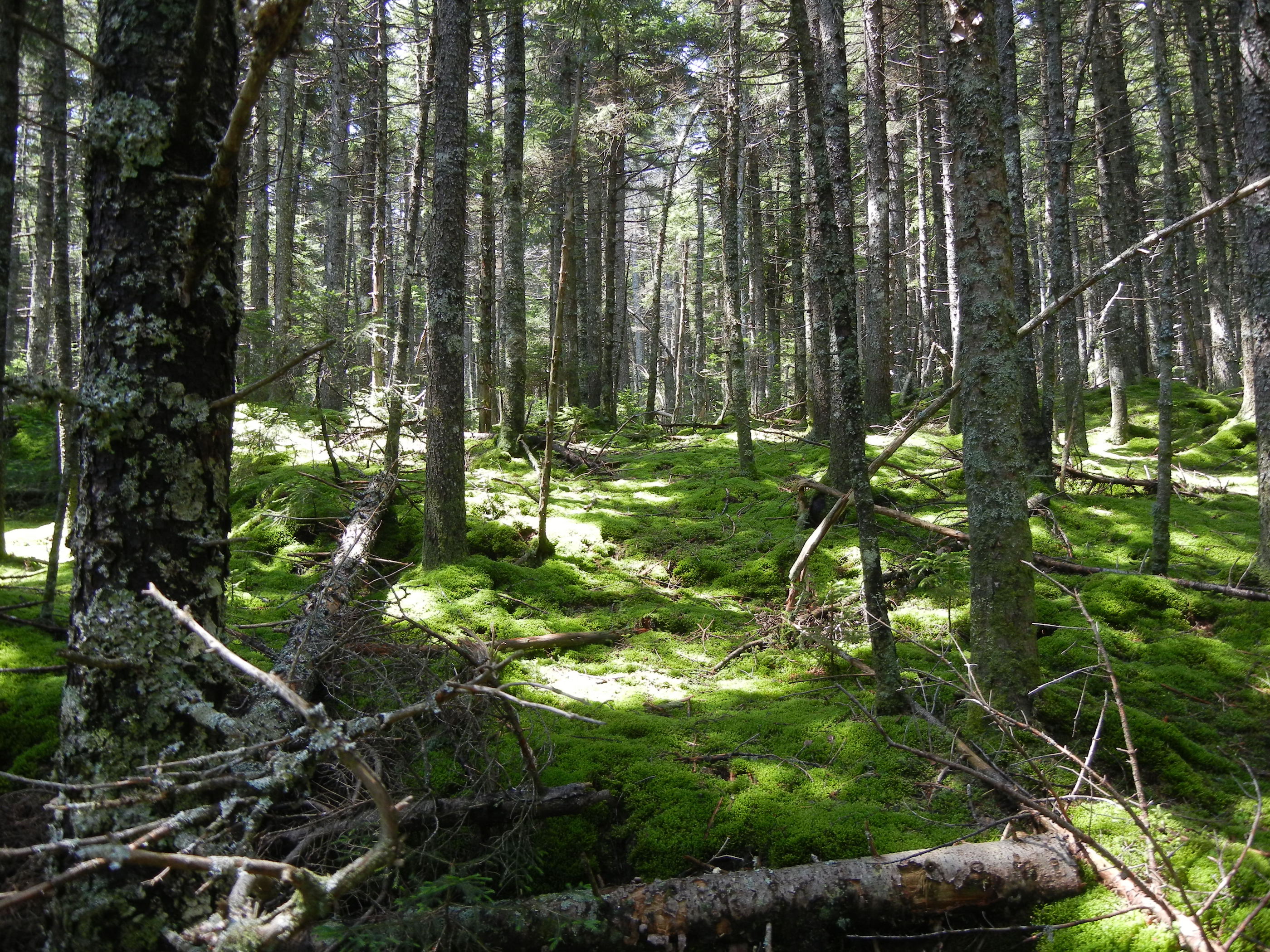 Climate change is inhibiting forests from storing methane