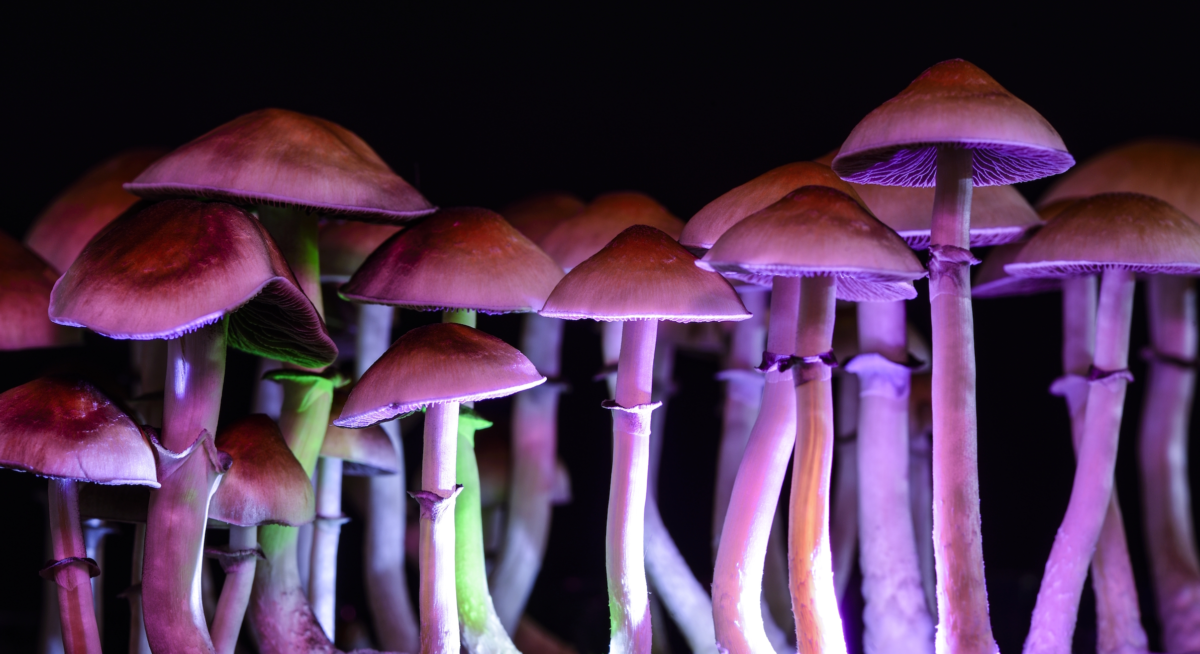 Psychedelic mushrooms may help smokers kick the habit