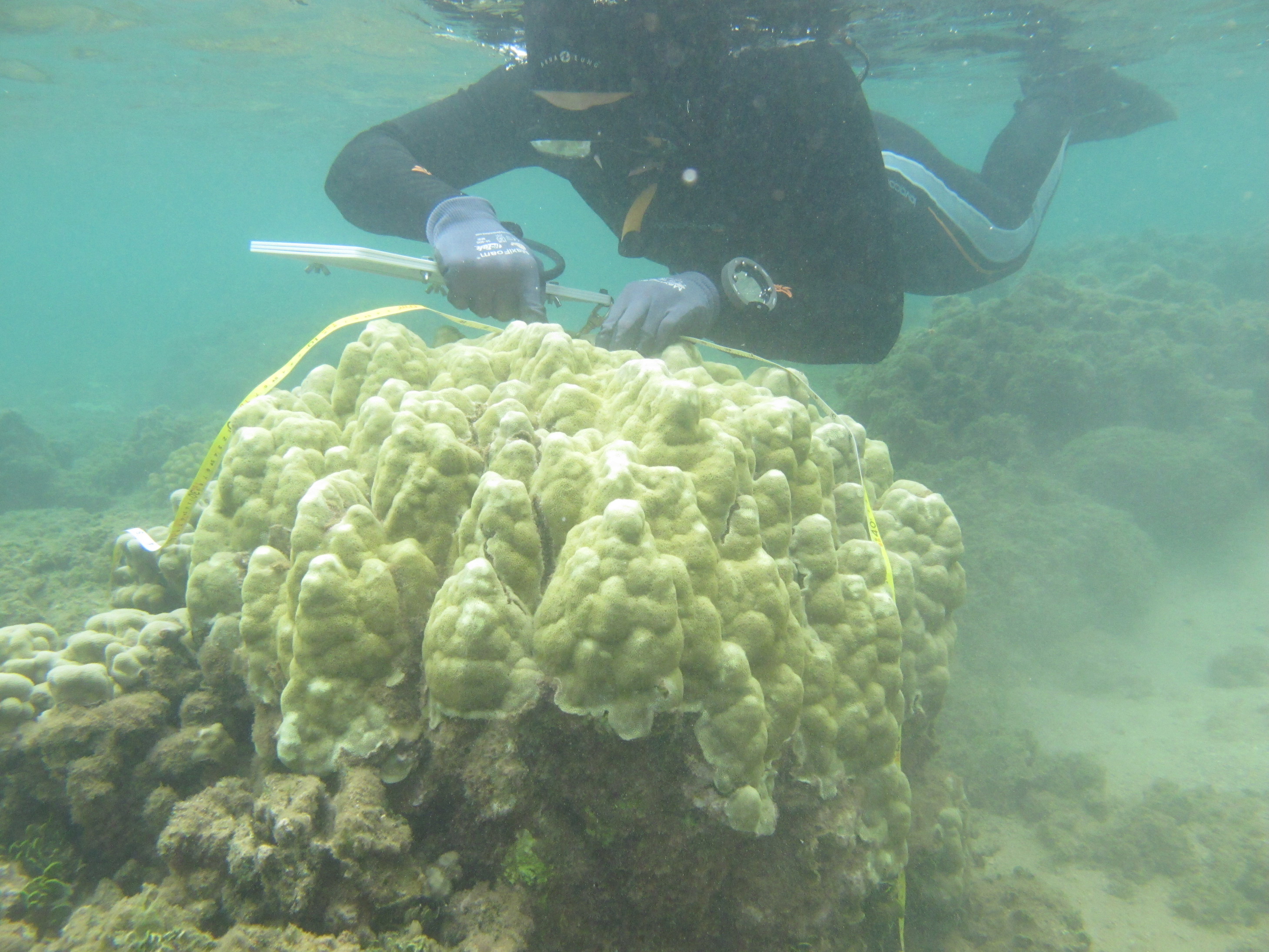 Corals are becoming more tolerant of rising ocean temperatures