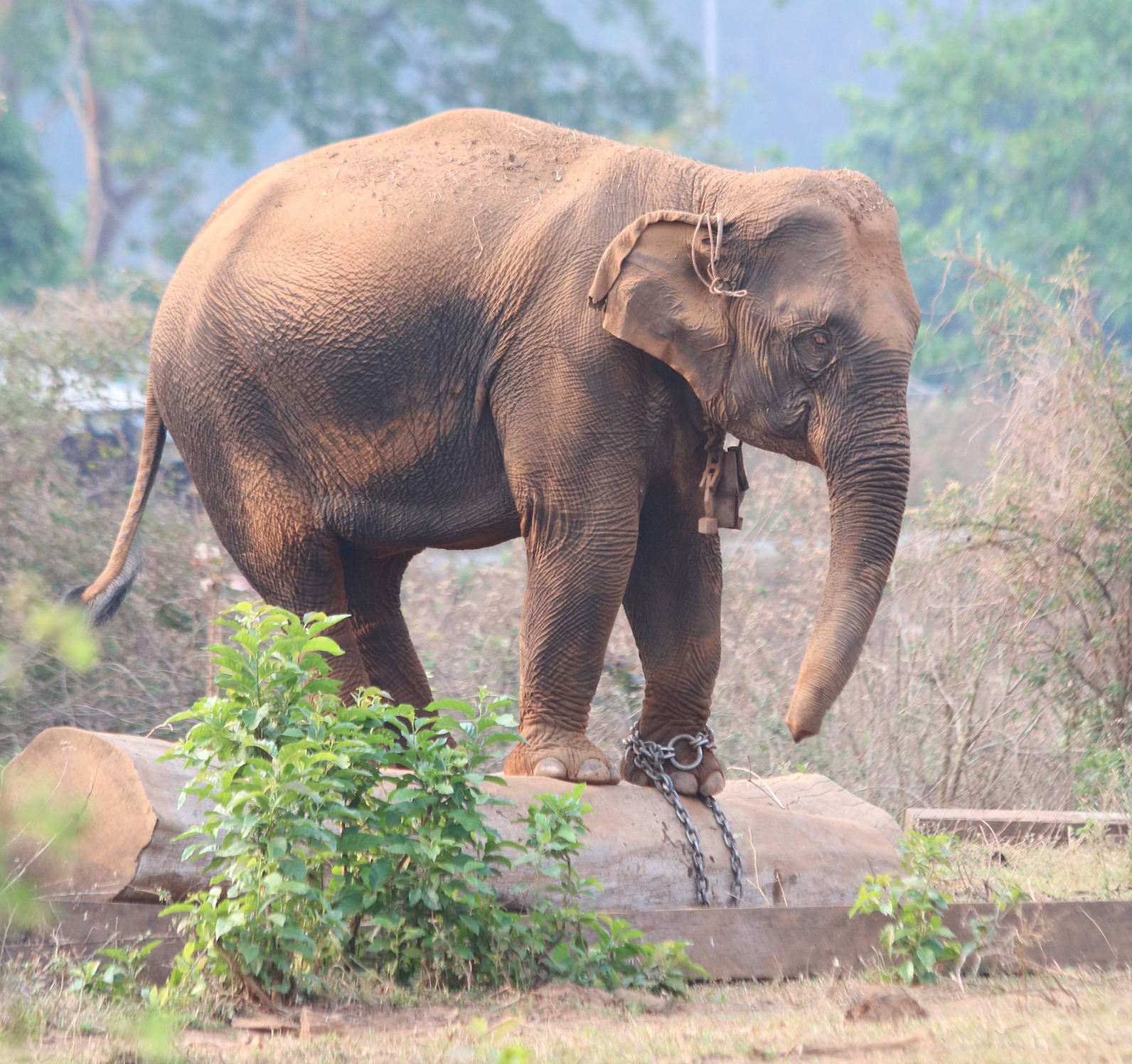 Elephants don’t live as long when they’re taken out of the wild