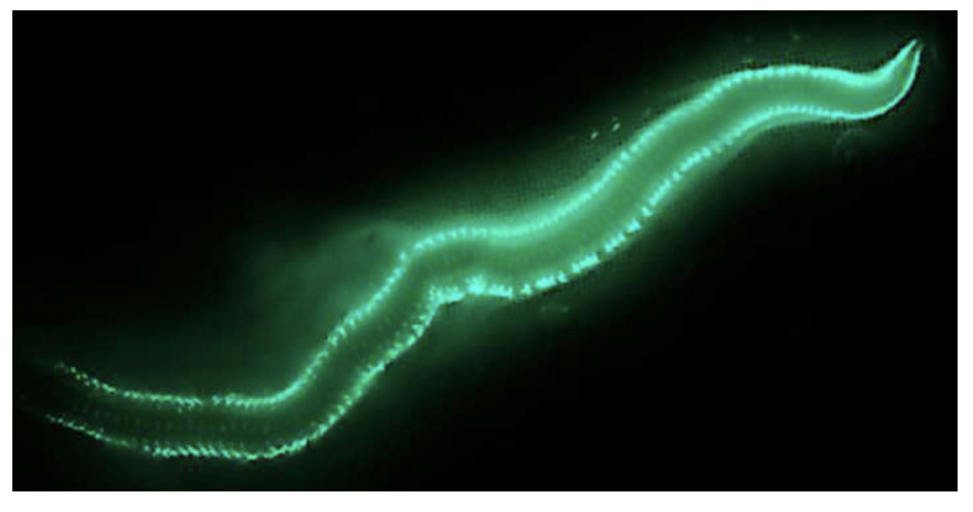 Bermuda fireworms give off a unique glow while mating