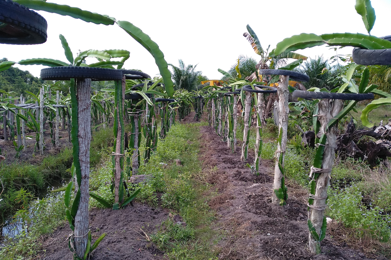 Rising temperatures extend the growing season for some plants