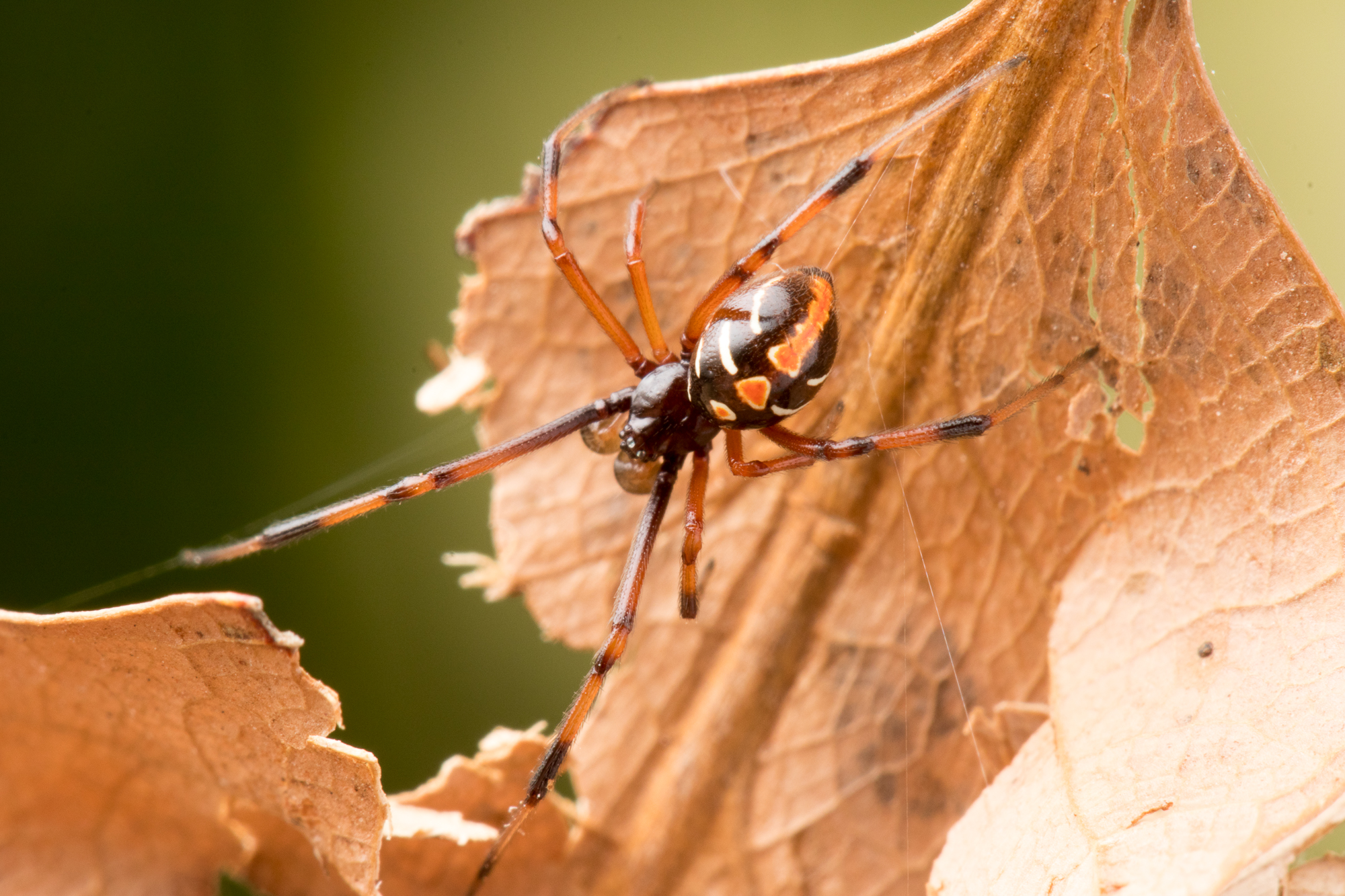 Citizen scientists can help map the distribution of rare species