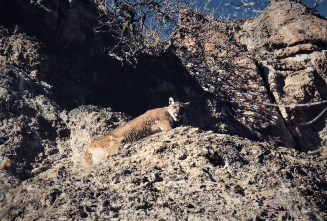 Satellites monitor wildlife populations in a changing climate