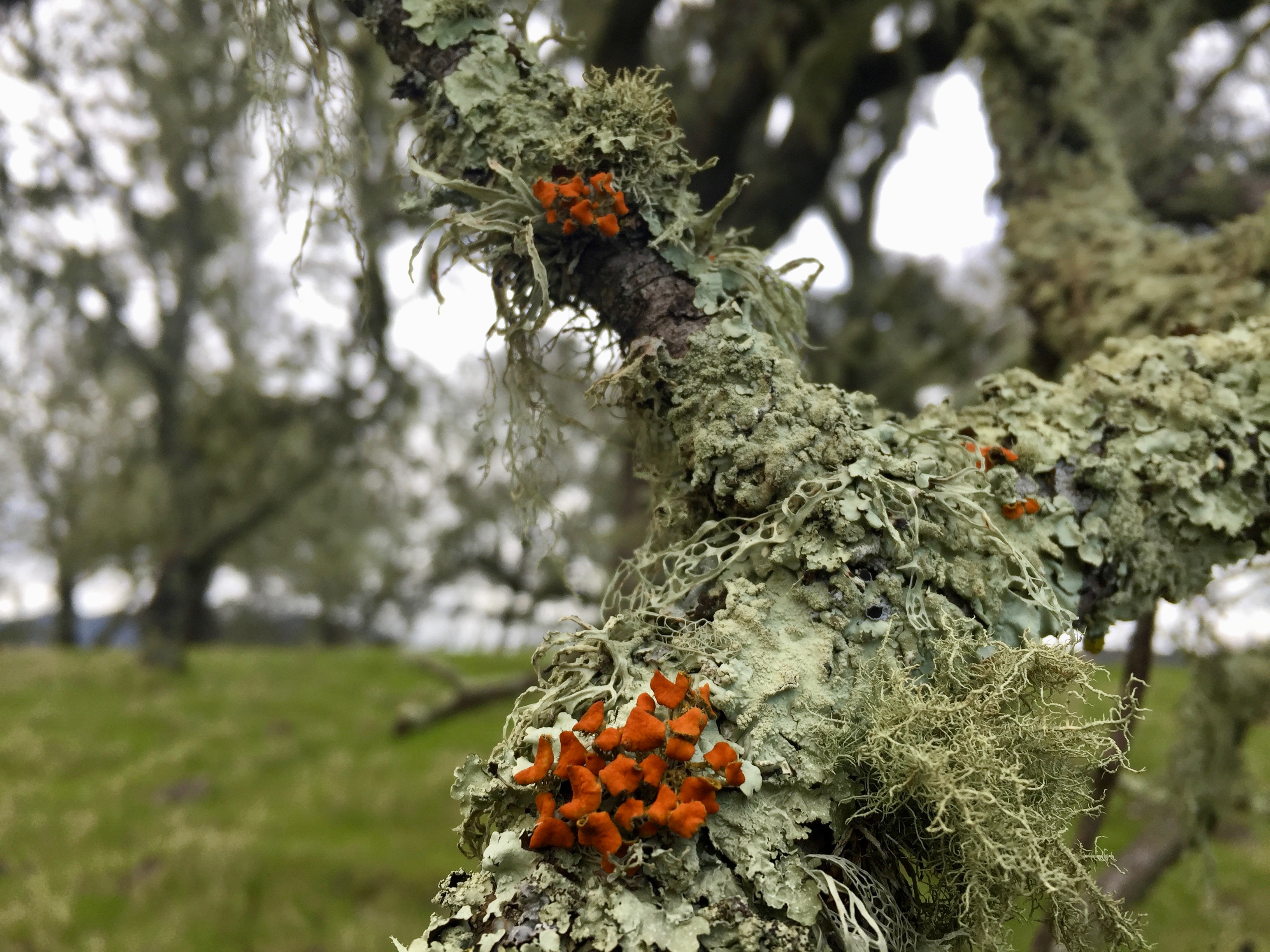 Lichen communities destroyed by wildfires are not returning