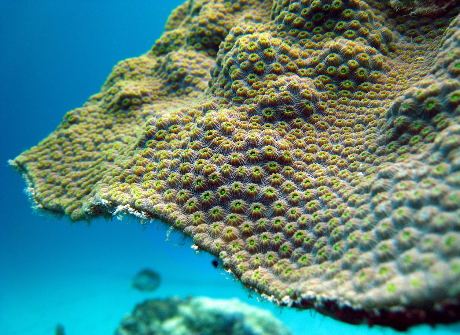 Algae that support corals have been around since the dinosaurs
