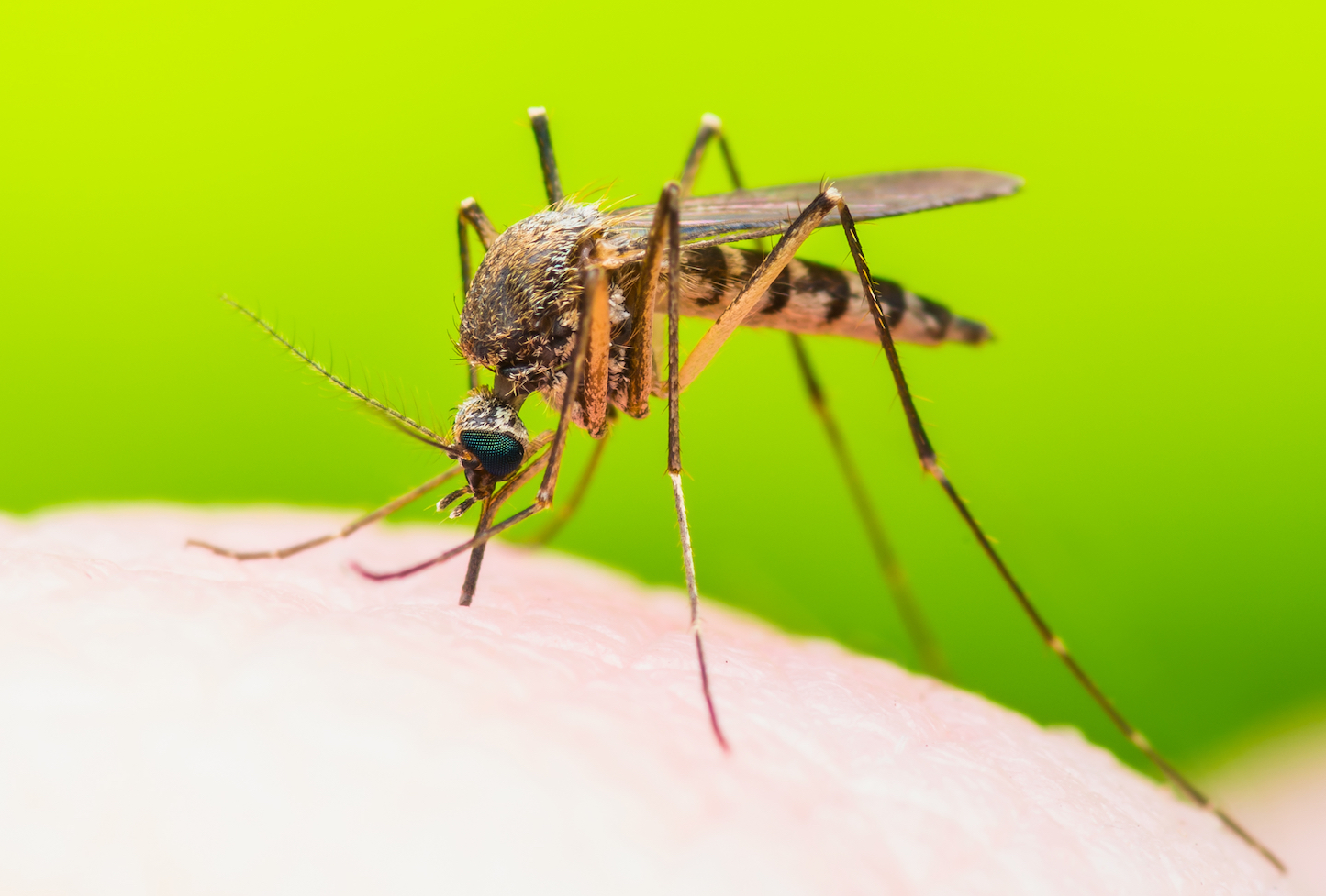 Science may use extreme measures to control mosquito populations