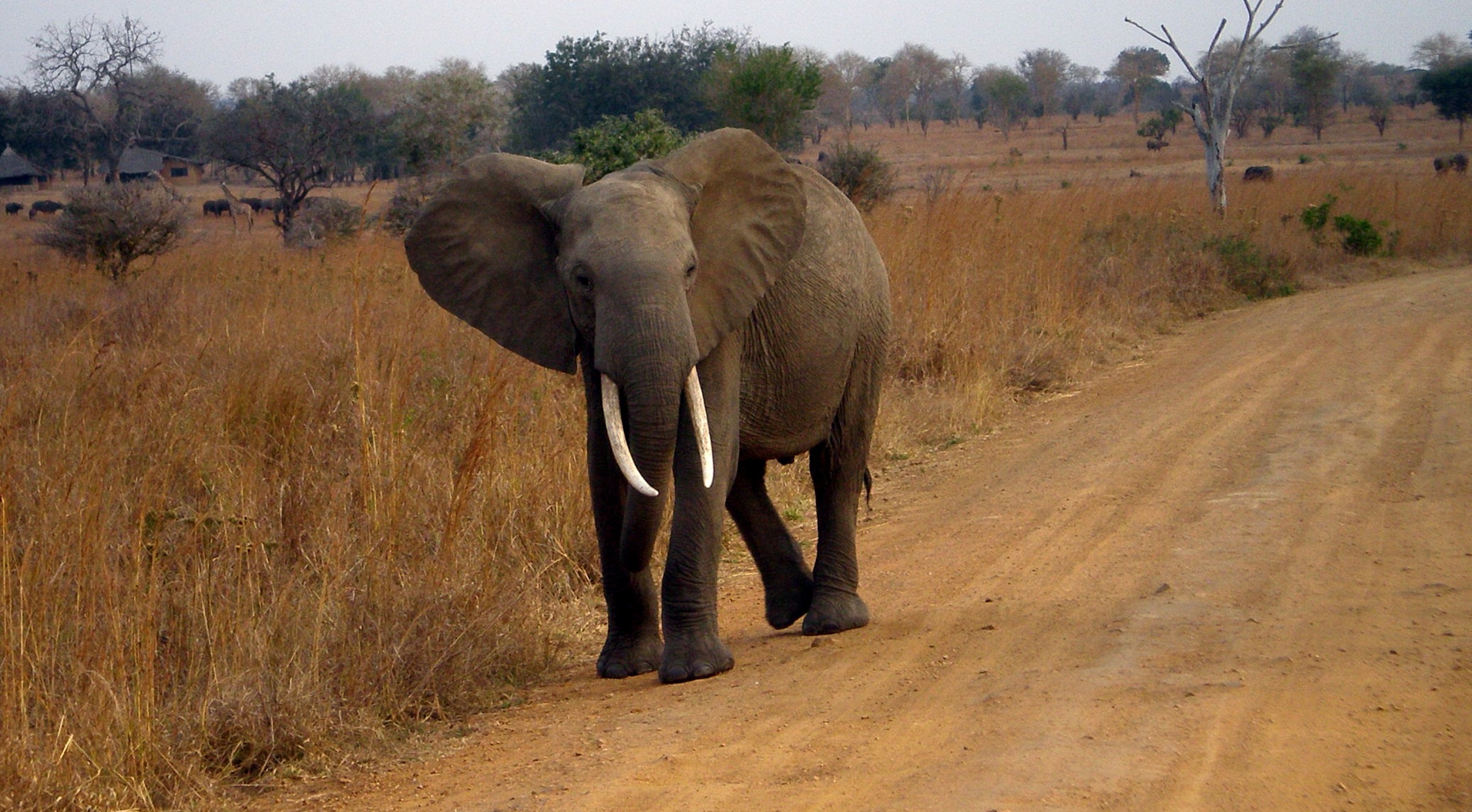 Zombie gene in elephants sheds light on new way to stop cancer