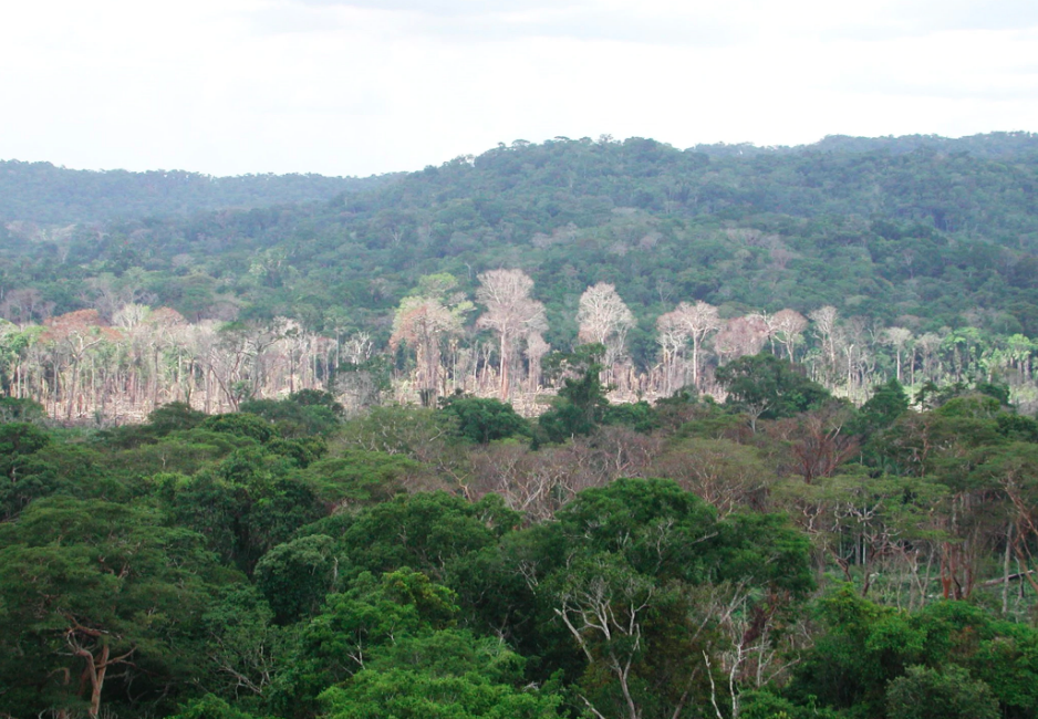 Drought leaves long-lasting damage in the Amazon