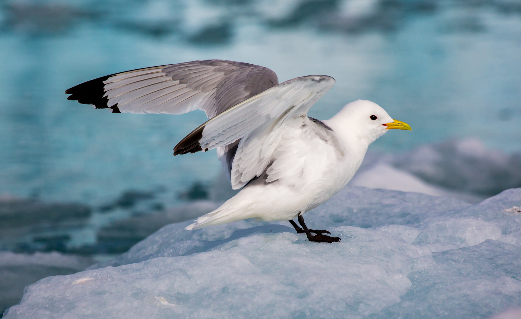 Climate change is taking a toll on Arctic seabird populations