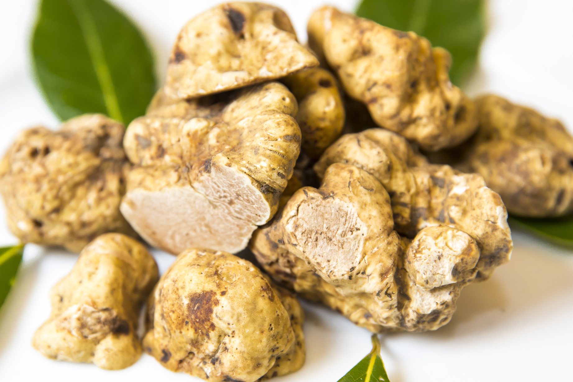 There’s a market for mushrooms from above and below the ground