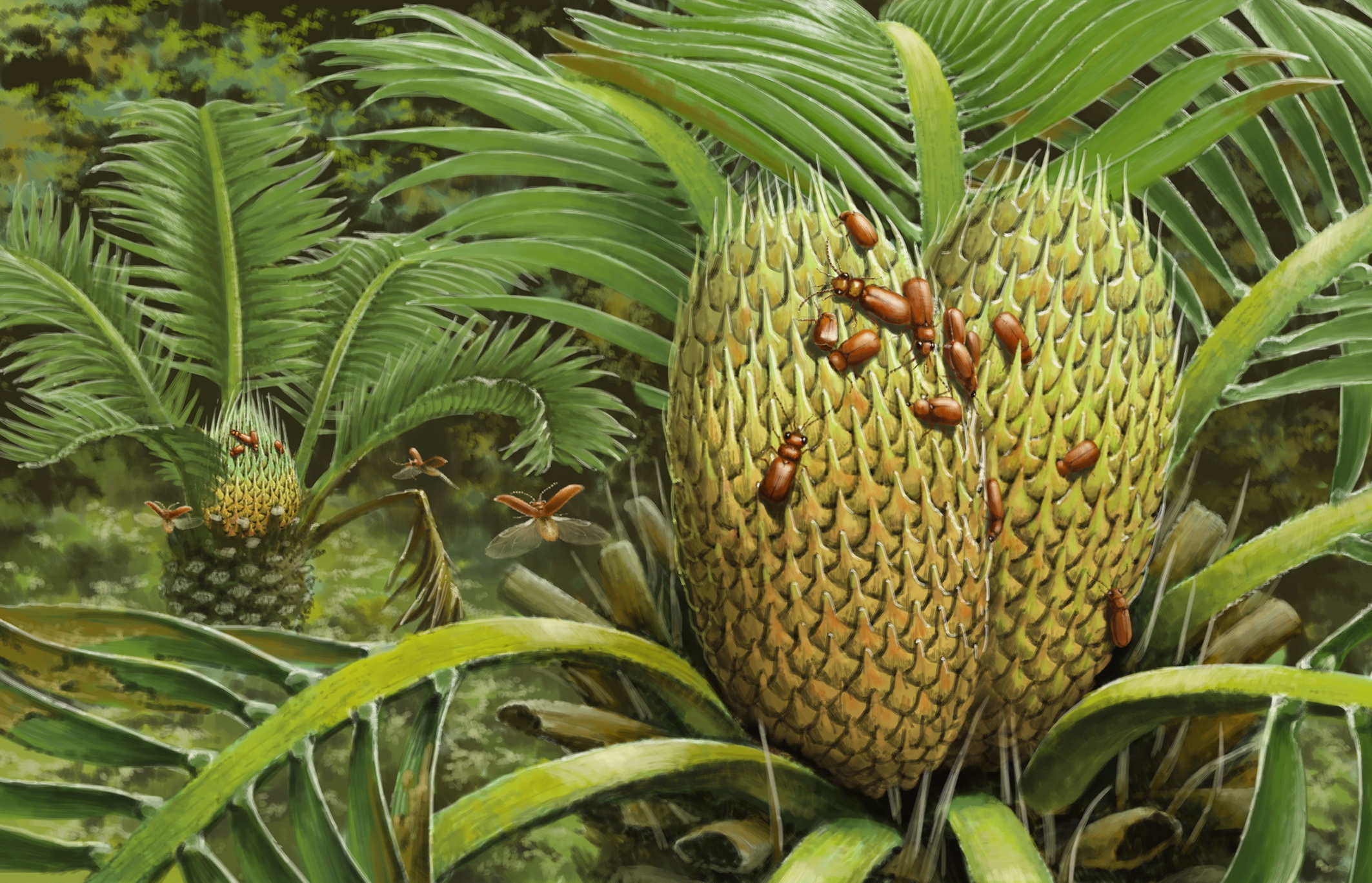 Beetle preserved in amber reveals first insect-pollinated plant