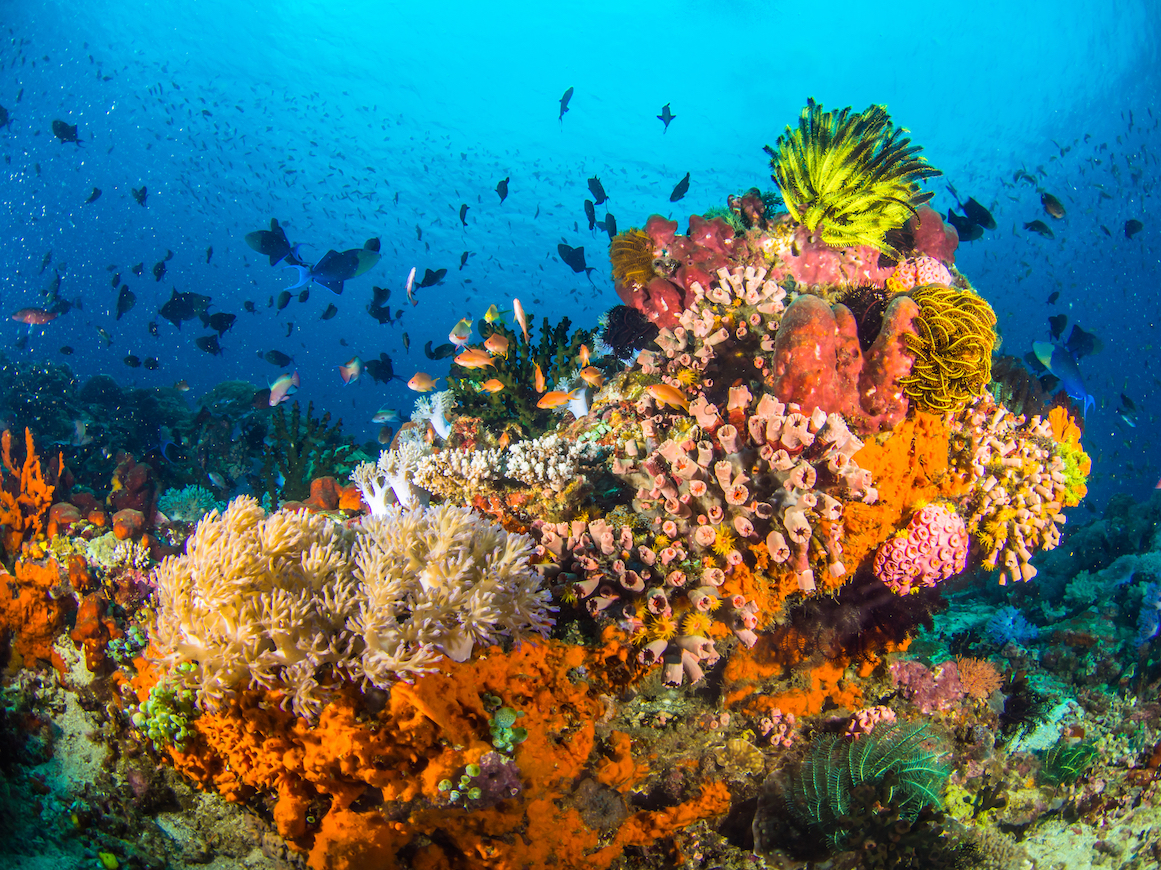 Corals could be trained to better adapt to warming waters