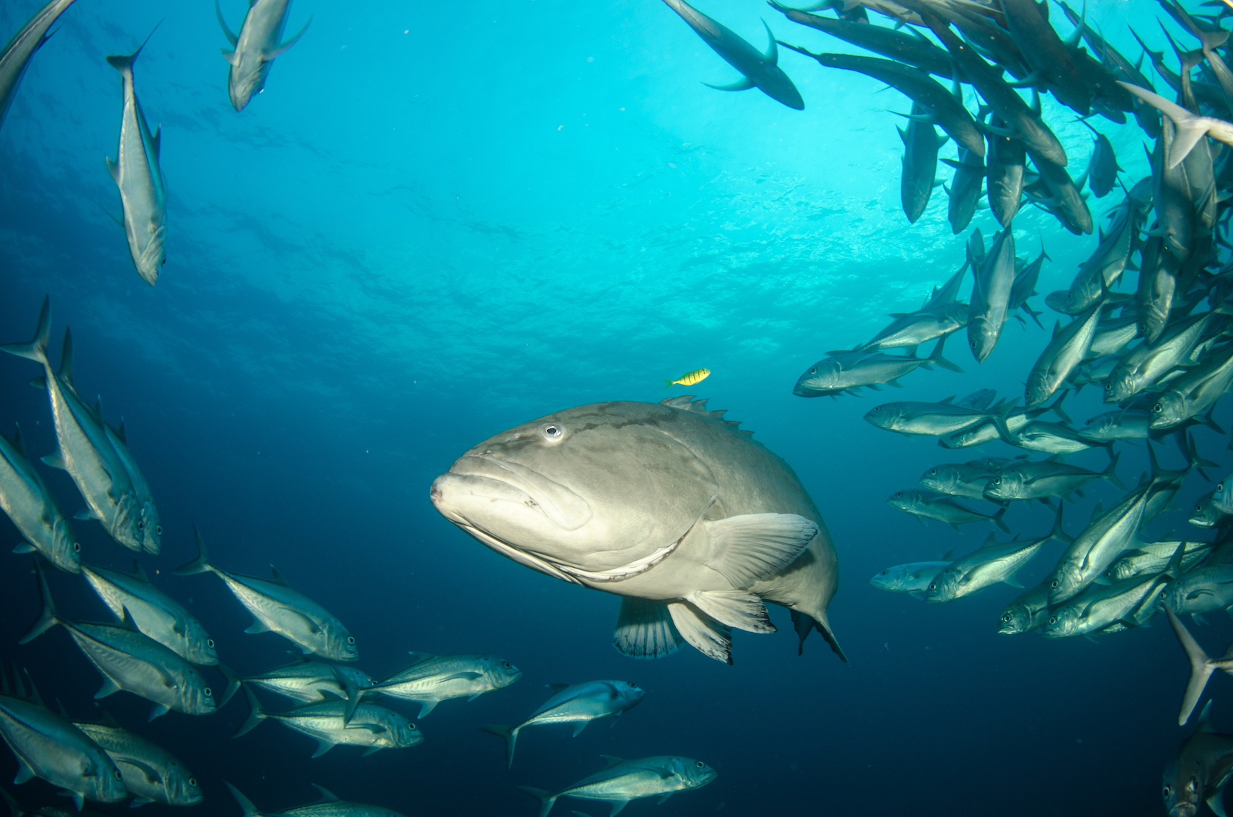 Ocean acidification is threatening fish in coastal waters