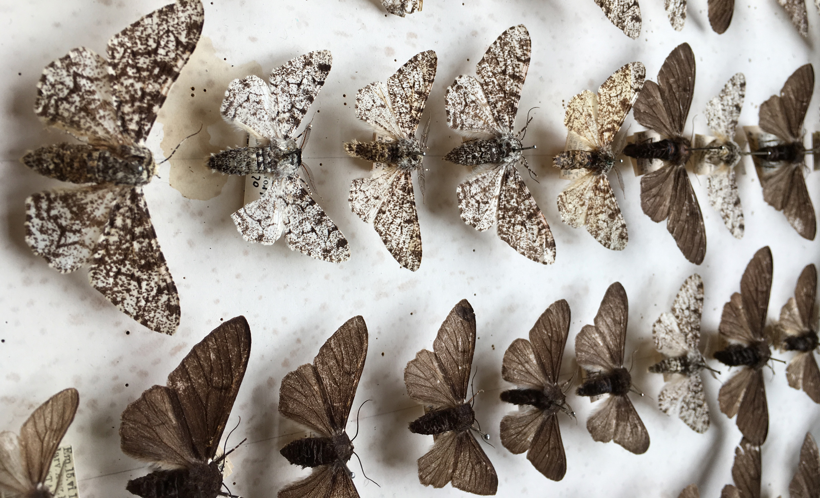Moth study confirms Darwin’s theory of evolution