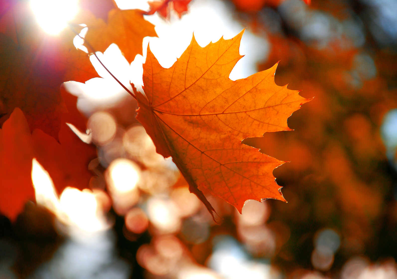 Extracts from maple leaves could prevent wrinkles