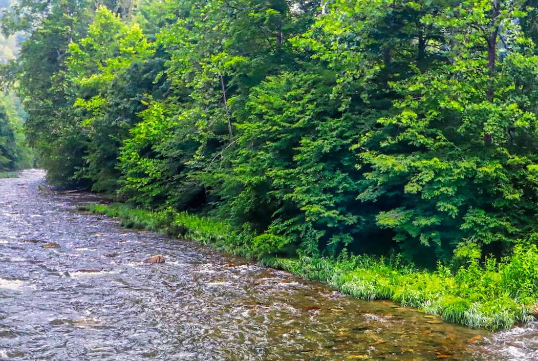Trees in the eastern U.S. are adapting to the local climate