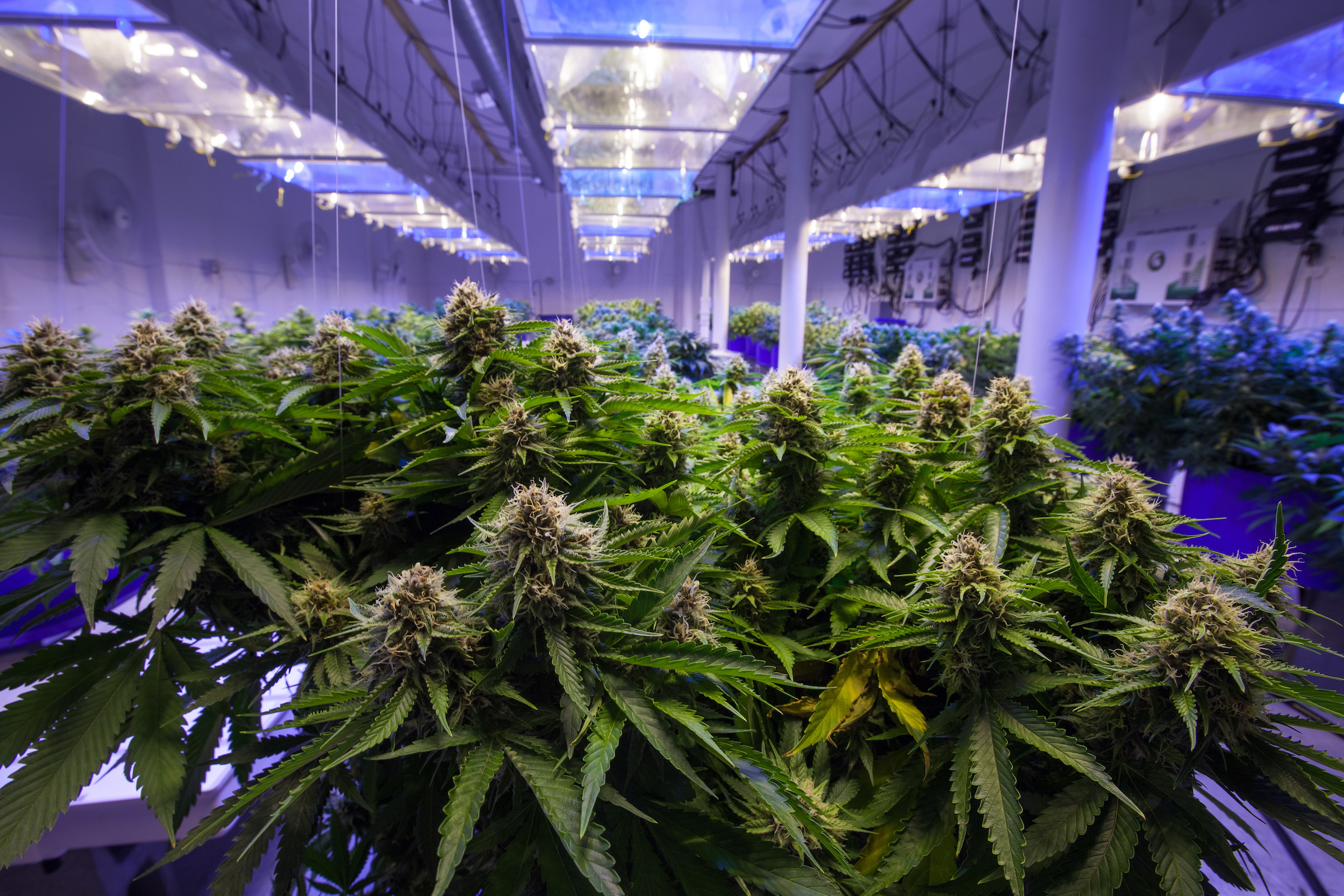 How the growth of the marijuana industry impacts the environment