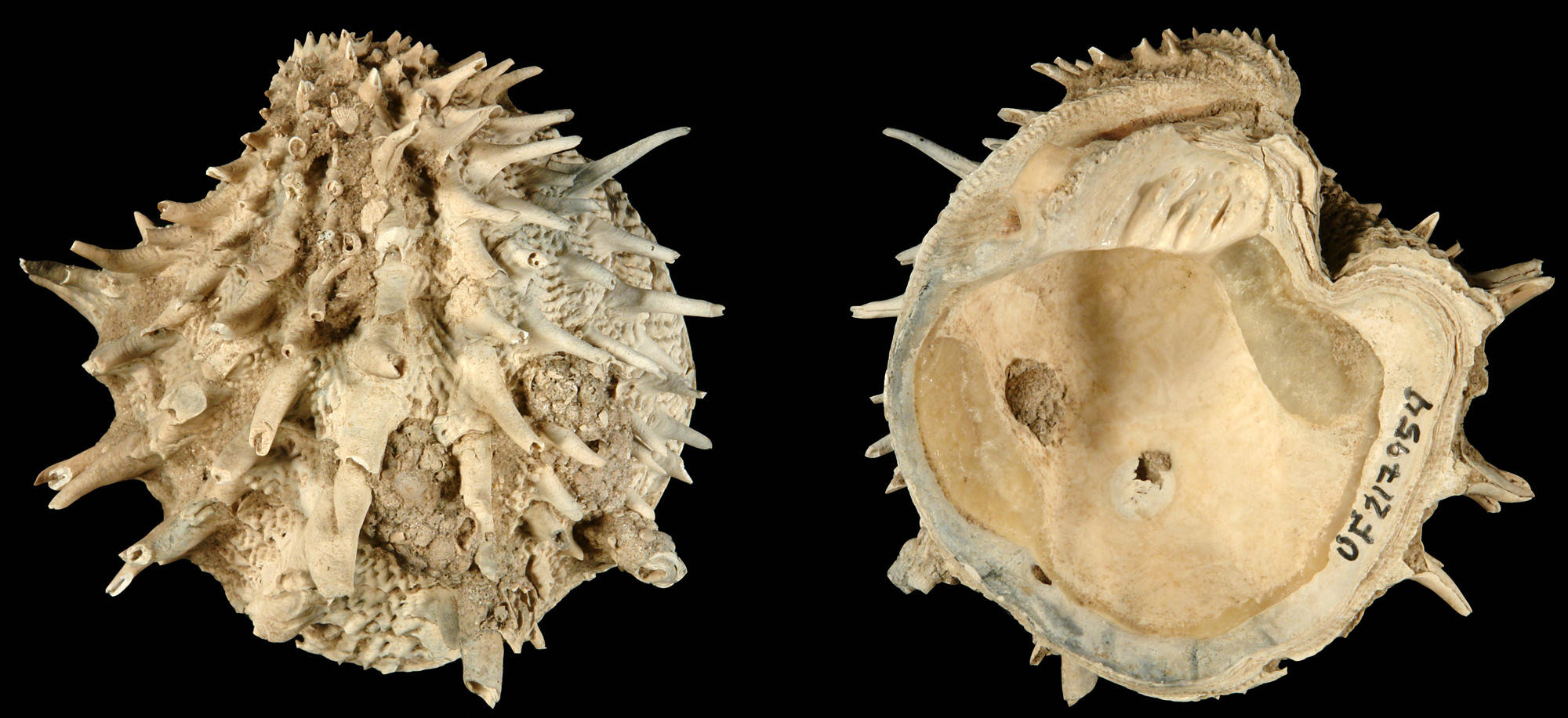 Slow, sluggish species actually more likely to survive extinction