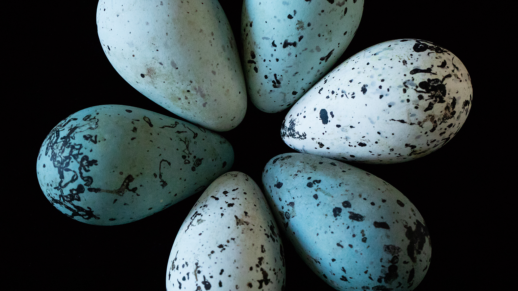 Pointy bird eggs evolved to keep them from rolling off cliffs