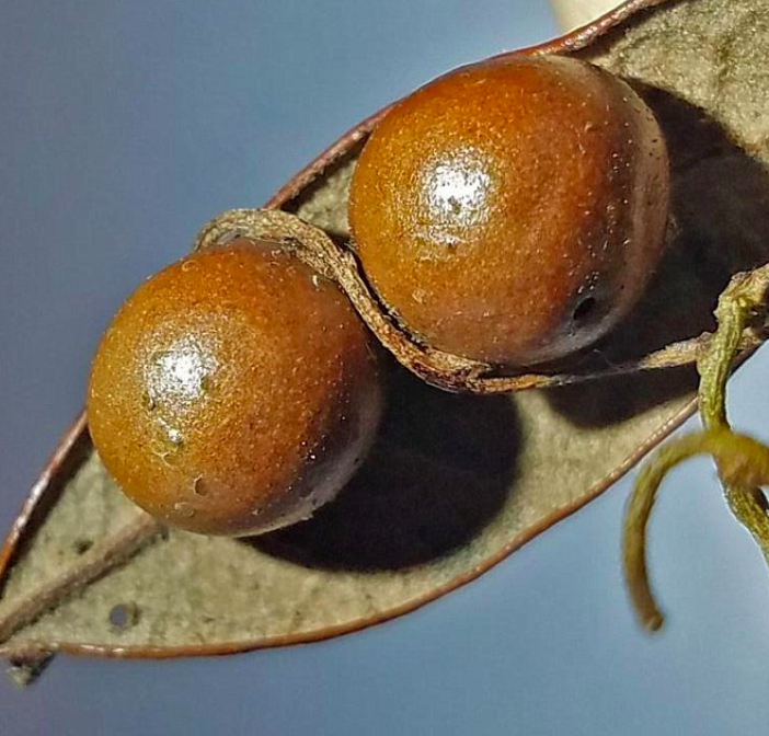 Love vines outsmart wasps and turn them into mummies