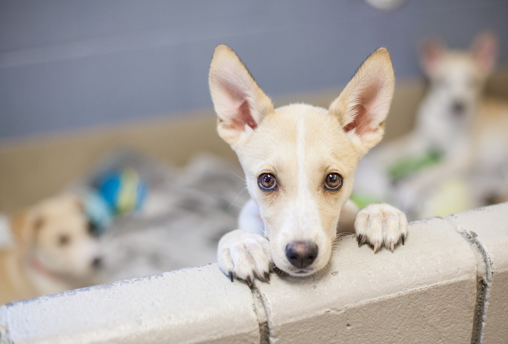 Inaccurate identification of shelter dogs hurts adoption changes