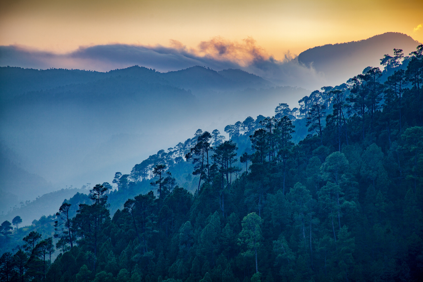 Forest Man doc proves the power of one person to help the Earth