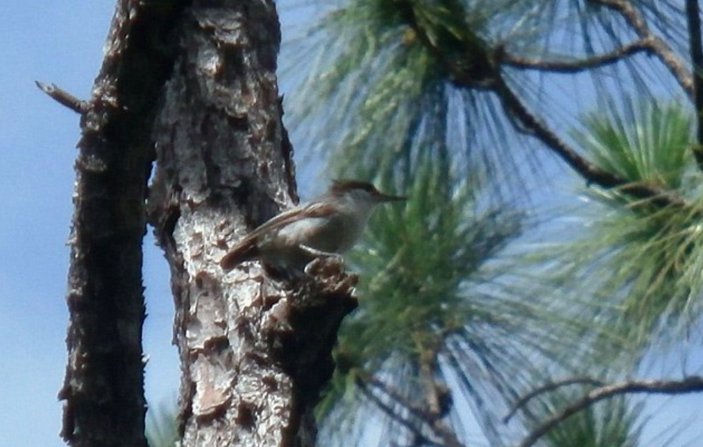 Rare bird thought to have gone extinct spotted in Bahamas