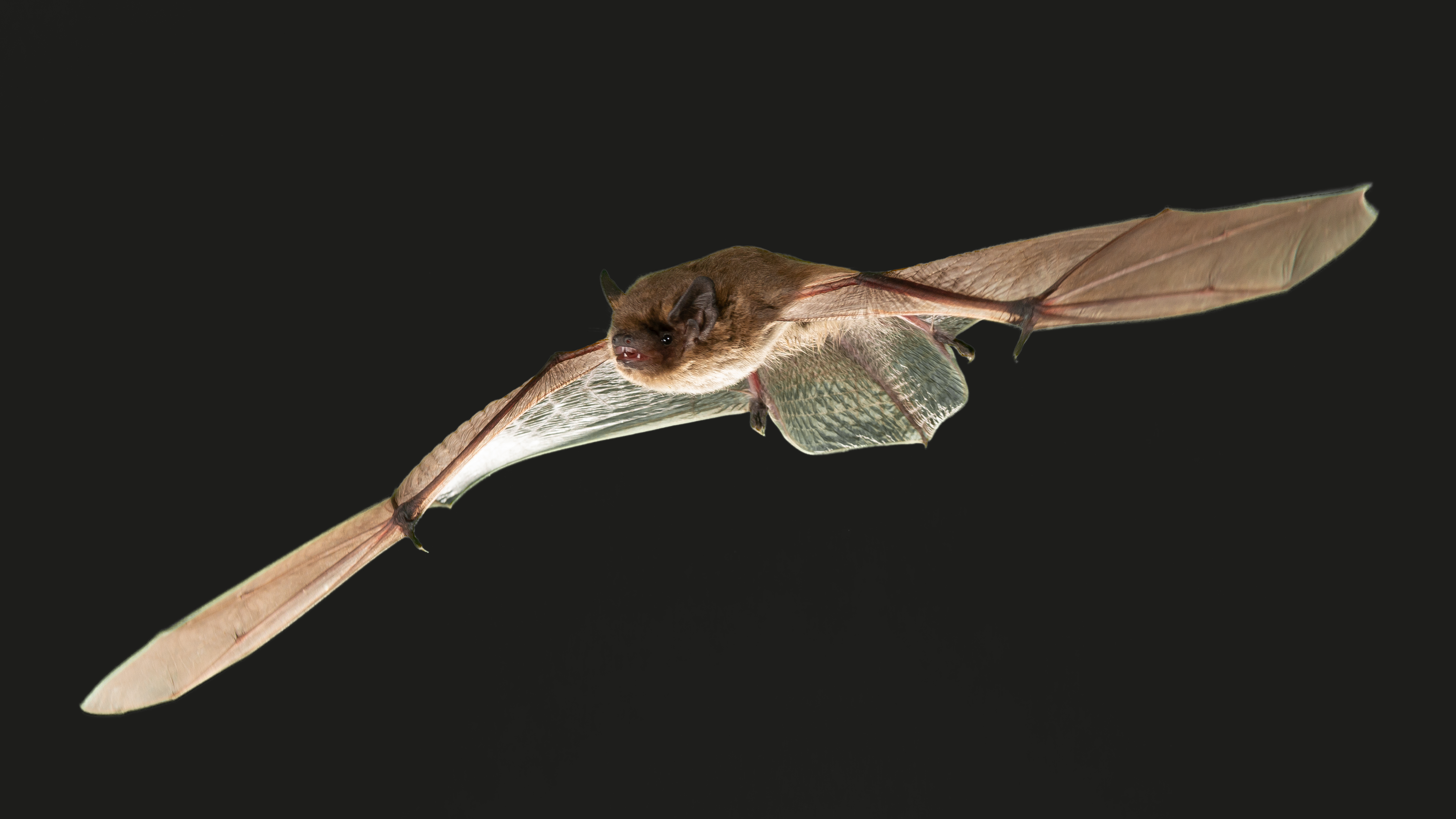 Light pollution can put migrating bats in danger