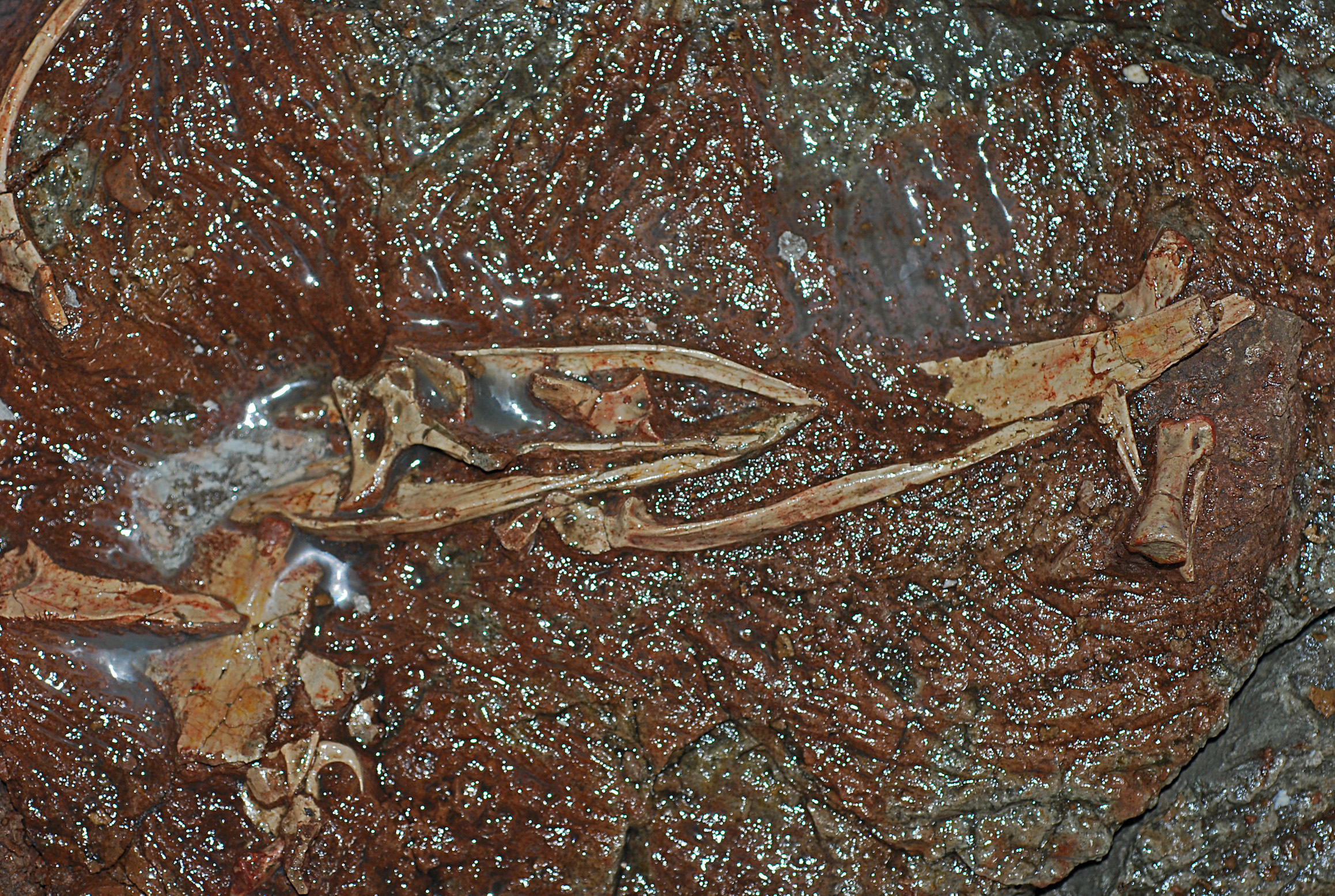 Rare fossils reveal evolution of bird-like dinosaur