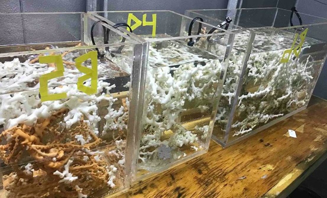 Unbelievable coral reef discovered off the South Carolina coast