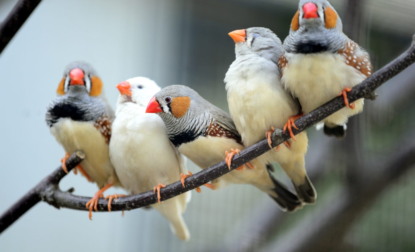Traffic noise can speed up the aging process for some birds