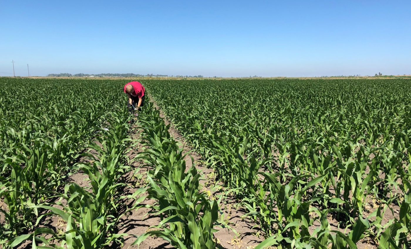 Global warming can be slowed by improving soil quality