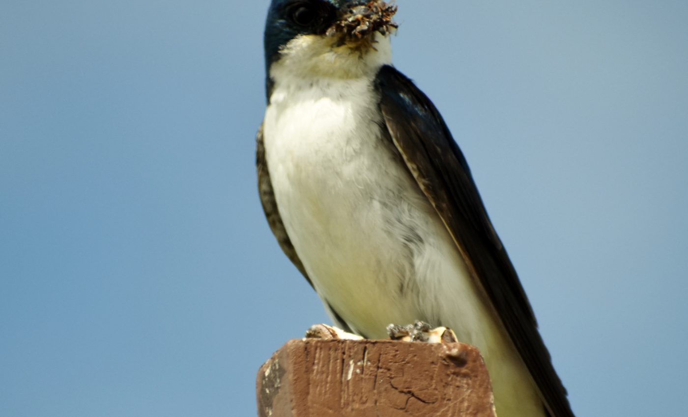 Farming practices make life harder for insect-eating birds